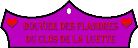 SITE WEB ELEVAGE DU CLOS DE LA LUETTE SPECIALISE POUR LE BOUVIER DES FLANDRES © COPYRIGHT DEPOSE